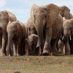 Forest Elephants in Bwindi