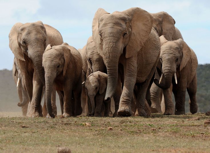 Forest Elephants in Bwindi