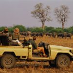 How to Enjoy a Group Safari