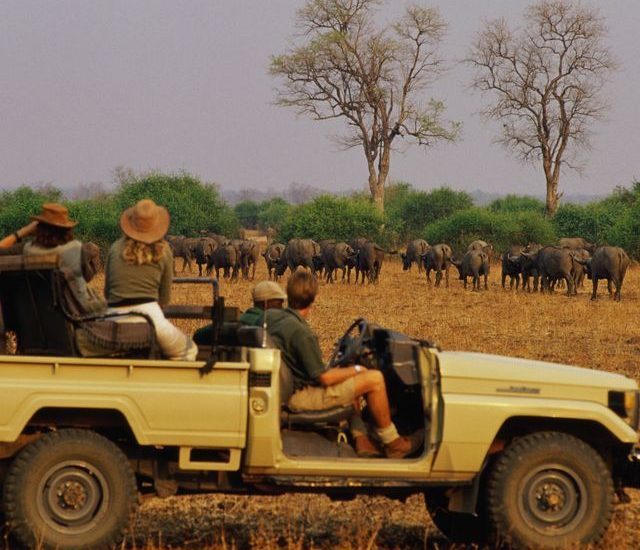 How to Enjoy a Group Safari