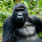 Gorilla Trekking in Rwanda and South Sudan Tour