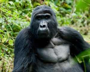 Read more about the article Gorilla Trekking in Rwanda and South Sudan Tour