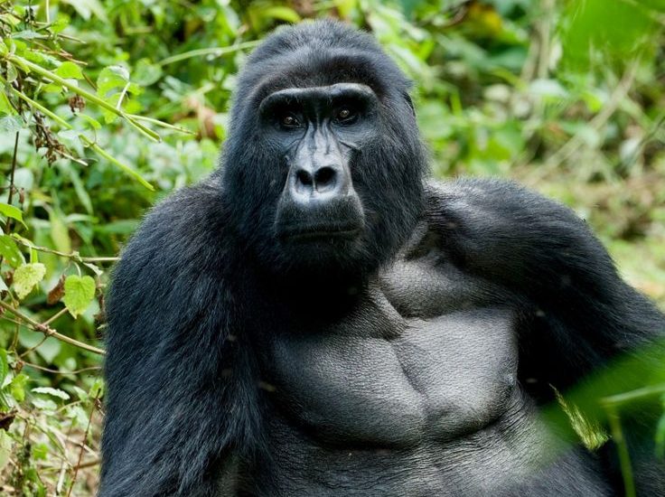 Gorilla Trekking in Rwanda and South Sudan Tour