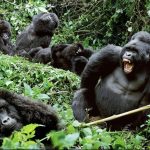 Practical tips for planning a gorilla safari