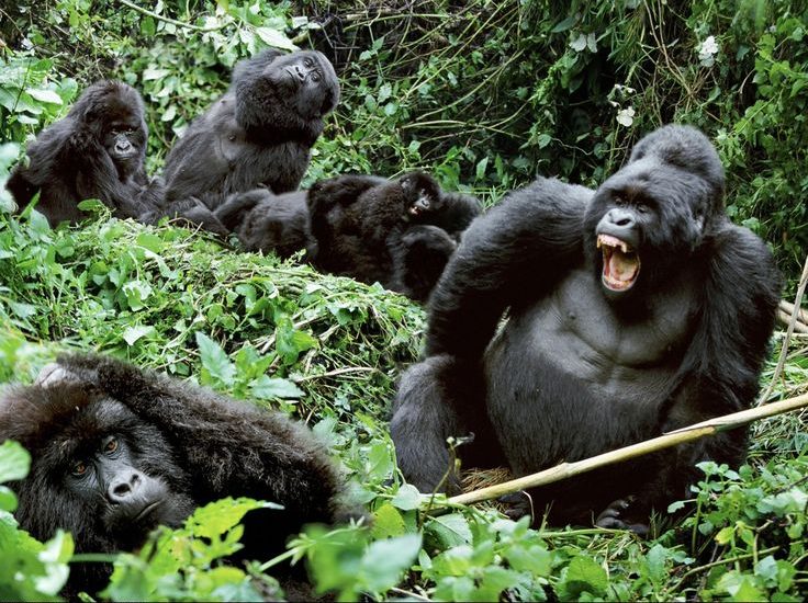 Practical tips for planning a gorilla safari