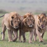 The Ideal time to see lions in uganda