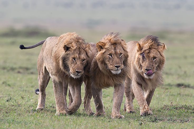 The Ideal time to see lions in uganda