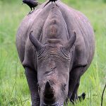 Other activities to do in Ziwa Rhino Sanctuary