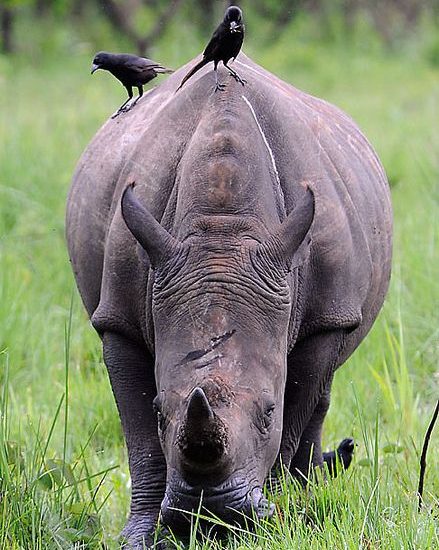 Other activities to do in Ziwa Rhino Sanctuary