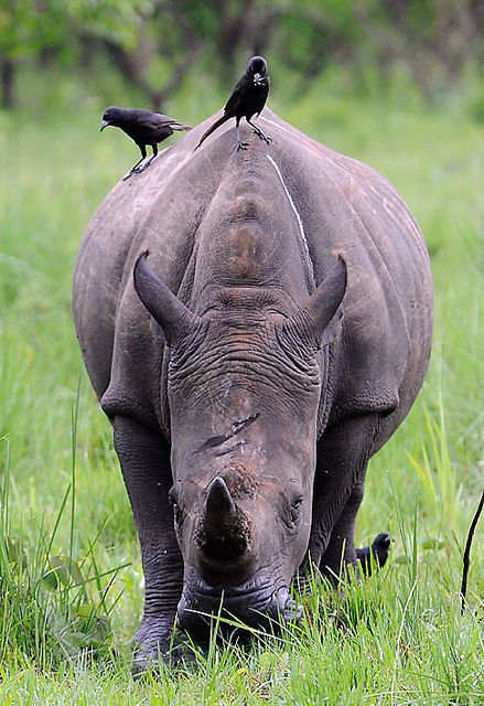 Read more about the article Other activities to do in Ziwa Rhino Sanctuary