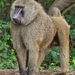 Baboons in Uganda