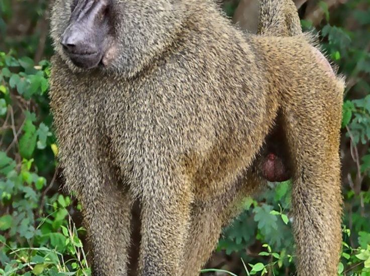 Baboons in Uganda