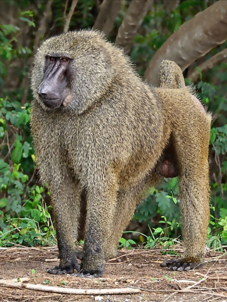 Read more about the article Baboons in Uganda