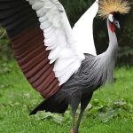 Best Birding spots in Uganda.