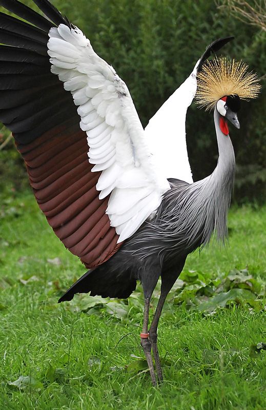 Read more about the article Best Birding spots in Uganda.