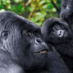 Gorilla trekking Safari Uganda for teenagers below 15 years