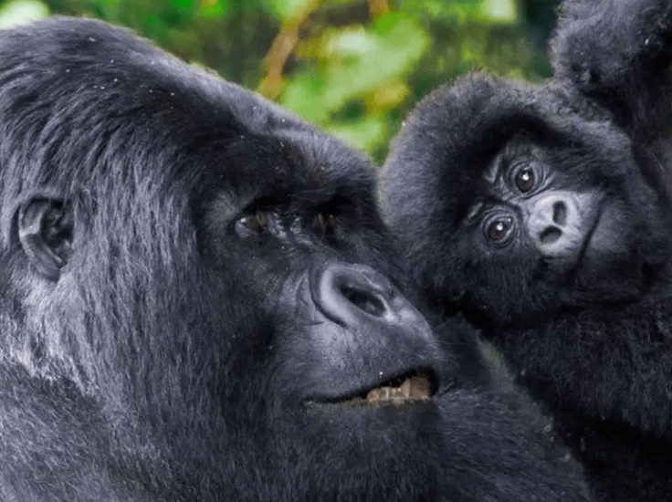 Gorilla trekking Safari Uganda for teenagers below 15 years