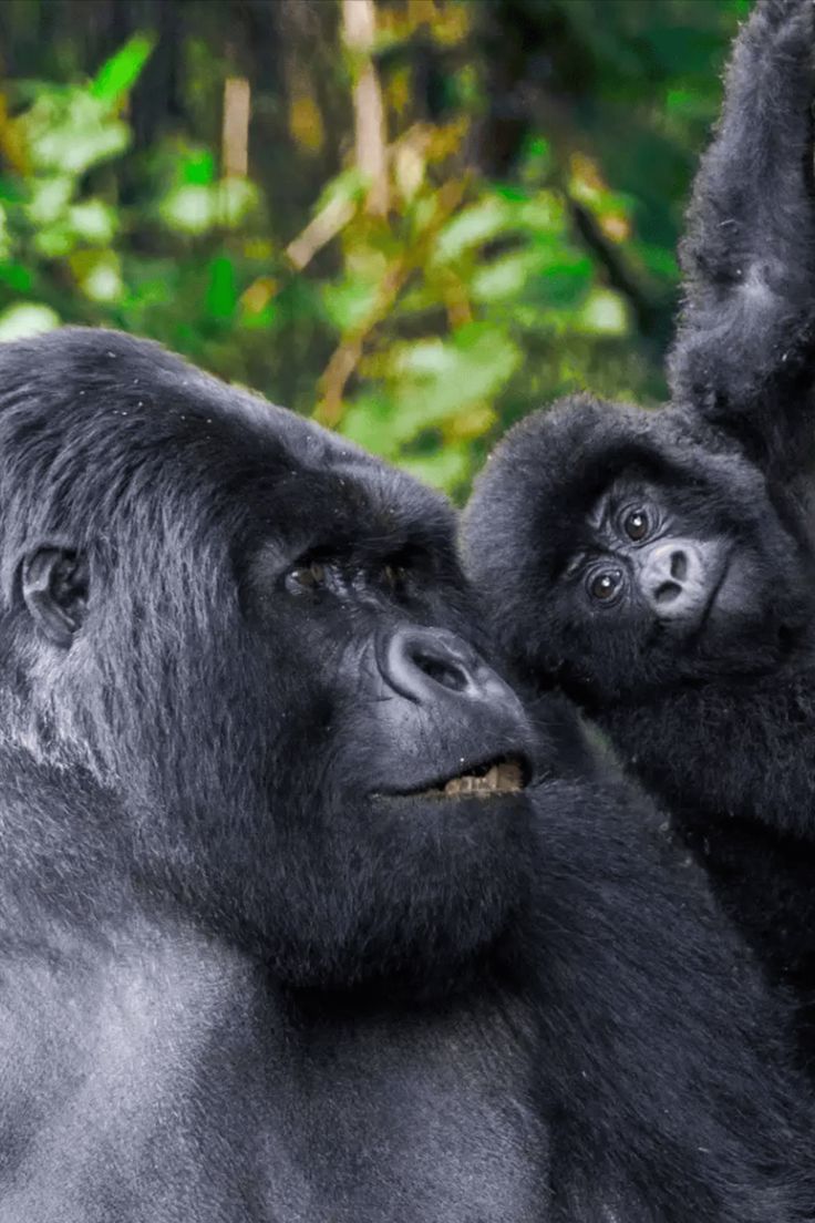 Read more about the article Gorilla trekking Safari Uganda for teenagers below 15 years