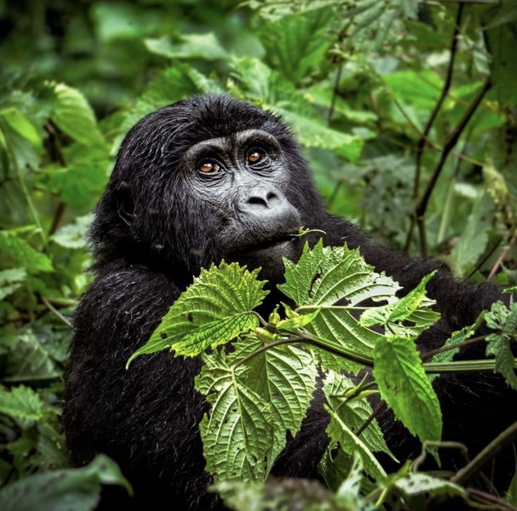 Read more about the article What kind of Accomodation is in Bwindi