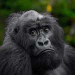 1 Day Gorilla Trekking Adventure in Uganda