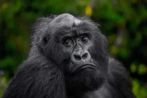 Read more about the article 1 Day Gorilla Trekking Adventure in Uganda