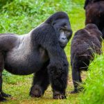 Gorilla Trekking with a Safari