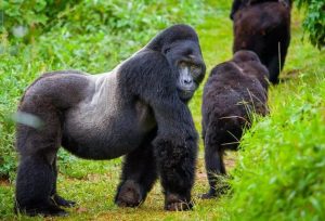 Read more about the article Gorilla Trekking with a Safari