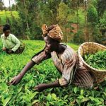 Tea Tours in Rwanda