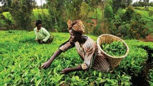 Read more about the article Tea Tours in Rwanda