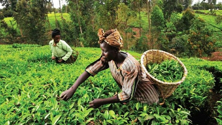 Tea Tours in Rwanda