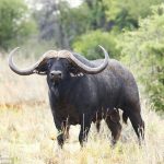 Buffaloes in Uganda.