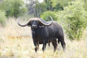 Read more about the article Buffaloes in Uganda.