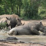 Ziwa Rhino Sanctuary Attractions