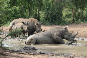 Read more about the article Ziwa Rhino Sanctuary Attractions