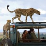 Game drives in Serengeti  Park