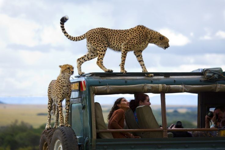 Game drives in Serengeti Park