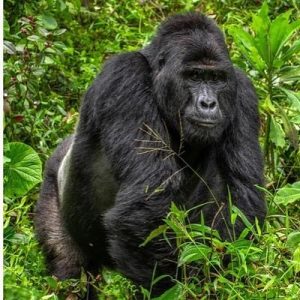 Read more about the article Gorilla Trekking for Avid Travelers