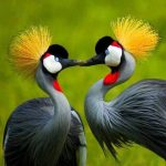 Birdwatching in Uganda