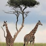 Beautiful Safaris in Uganda