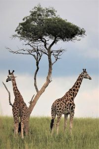 Read more about the article Beautiful Safaris in Uganda