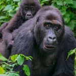 Where to Stay on Gorilla Trekking in Congo