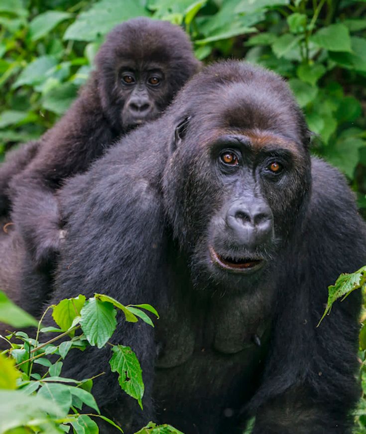 You are currently viewing Where to Stay on Gorilla Trekking in Congo