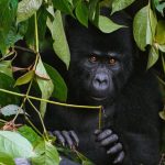 2 Days Uganda Gorilla trekking from Kigali