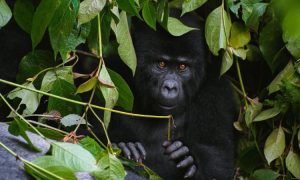 Read more about the article 2 Days Uganda Gorilla trekking from Kigali