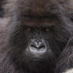 Rwanda Safaris and Gorilla Trekking Tours