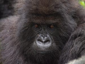 Read more about the article Rwanda Safaris and Gorilla Trekking Tours