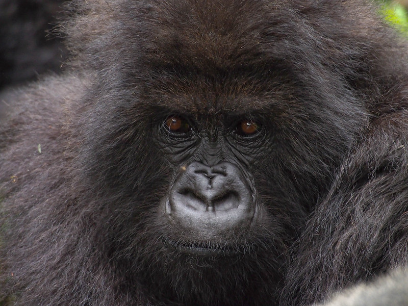 Rwanda safaris and Gorilla trekking tours