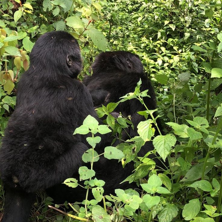 You are currently viewing Distance from Kigali to Bwindi.