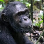 3 Days Nyungwe Chimpanzee Trekking & Canopy Walk Safari