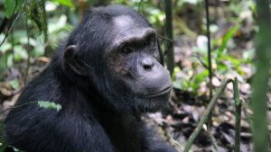 Read more about the article 3 Days Nyungwe Chimpanzee Trekking & Canopy Walk Safari